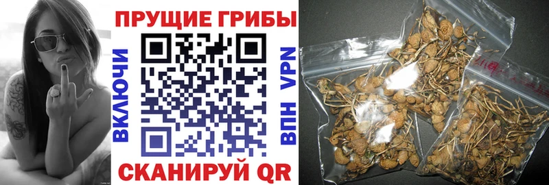 Псилоцибиновые грибы Psilocybe  наркота  даркнет состав  Когалым 
